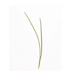 Scallion, Evergreen Hardy White -Veggie Patch 00502m 01 evergrnhardymicro
