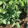 Salad Burnet -Veggie Patch 00839 01 saladburnsalad