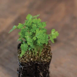Cutting Celery -Veggie Patch 00922m 03 cutcelmicro