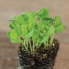 Basil, Italian Large Leaf -Veggie Patch 00944m 04 itallrgleafbasilmicro