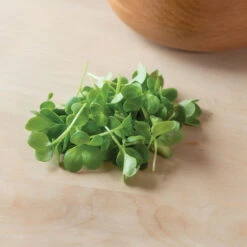 Radish, Daikon -Veggie Patch 02155mg 03 daikonradmicro