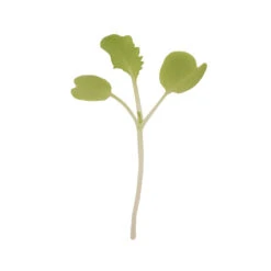 Chinese Cabbage, Tokyo Bekana