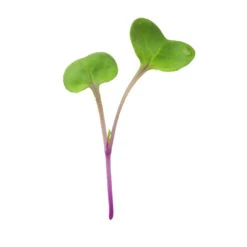 Radish, Hong Vit -Veggie Patch 02461m 01 hongvitmicro