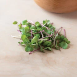 Radish, Hong Vit -Veggie Patch 02461m 04 hong vit