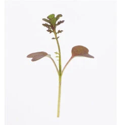 Mustard, Scarlet Frills -Veggie Patch 02530m 01 scarletfrills