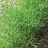 Saltwort -Veggie Patch 02677 01 saltworthorz