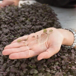 Mustard, Ruby Streaks -Veggie Patch 02740m 02 rubystreaksmicro