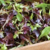 Wildfire Lettuce Mix -Veggie Patch 02850 01 wildfiremixhorz