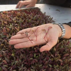Beet, Bull's Blood -Veggie Patch 02912m 02 bulls blood