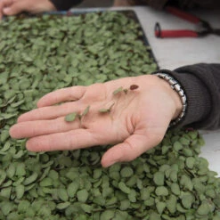 Shiso, Britton -Veggie Patch 02943m 02 shiso britton