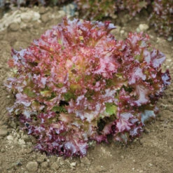 Salanova® Red Incised 7 Salanova® Red Incised -Veggie Patch 03053jp 03 redincisedleaffieldhorz