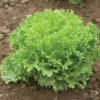 Salanova® Green Sweet Crisp -Veggie Patch 03054jp 01 greensweetcrispfriseeheadfield