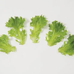 Salanova® Green Sweet Crisp -Veggie Patch 03054jp 03 greensweetcrispfriseeleafgroup