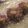 Salanova® Red Sweet Crisp -Veggie Patch 03055jp 01 redsweetcrispfriseeheadfield