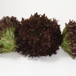 Salanova® Red Sweet Crisp -Veggie Patch 03055jp 03 redsweetcrispfriseeheadstudio