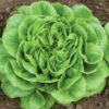 Salanova® Green Butter -Veggie Patch 03056jp 01 greenmultileafbutterfieldhorz