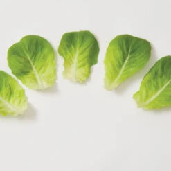 Salanova® Green Butter -Veggie Patch 03056jp 03 greenmultileafbutterleafgroup