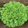 Salanova® Green Oakleaf -Veggie Patch 03058jp 01 greenmultileafoakheadfield