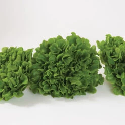 Salanova® Green Oakleaf -Veggie Patch 03058jp 02 greenmultileafoakheadstudio