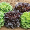 Salanova® Premier Collection -Veggie Patch 03073jp 02 premiercollection
