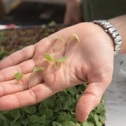 Radish, Red Arrow -Veggie Patch 03111m 02 red arrow