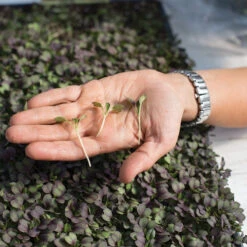 Pac Choi, Rosie -Veggie Patch 03159m 02 rosie