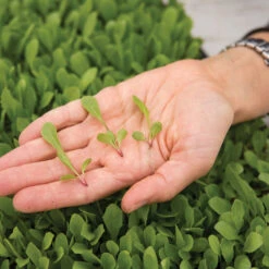 Dandelion, Red -Veggie Patch 03357m 02 red dandilion