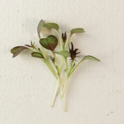 Kale, KX-1 -Veggie Patch 04112m 04 kx1