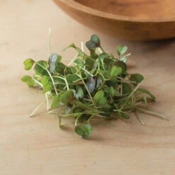 Kale, KX-1 -Veggie Patch 04112m 05 kx1