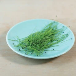 Scallion -Veggie Patch 04127mg 03 scallion