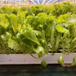 Front Page 28 Front Page -Veggie Patch 04184jp 02 lalique