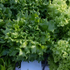 Salanova® Green Batavia -Veggie Patch 04185jp 04 salanova green batavia