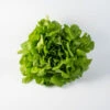 Salanova® Hydroponic Green Oakleaf -Veggie Patch 04189jp 01 green oak leaf