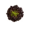 Salanova® Hydroponic Red Oakleaf -Veggie Patch 04191jp 01 red oak leaf vendor