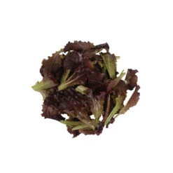 Front Page 26 Front Page -Veggie Patch 04225 02 alboreto