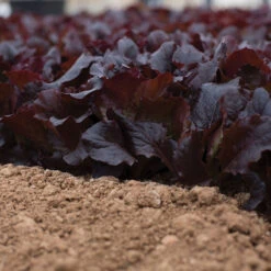 Alboreto -Veggie Patch 04225 02 alboreto vendor