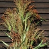 Mixed Broom Corn