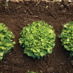 Bauer -Veggie Patch 04245g 03 bauer