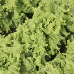 Black Seeded Simpson -Veggie Patch 0425n 01 blackseedsimp