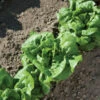 Buttercrunch -Veggie Patch 0435g 01 buttercrunch