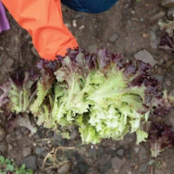 Brentwood -Veggie Patch 04599g 03 brentwood