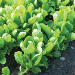 Carlsbad -Veggie Patch 04617g 03 carlsbad