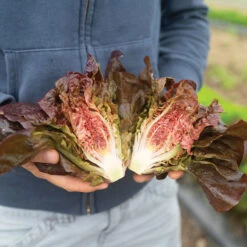 Volcana -Veggie Patch 04765jp 01 volcana mini lettuce