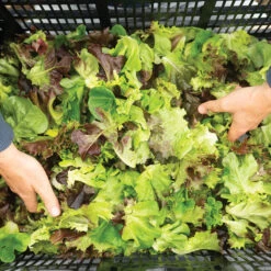 Prismatic Mini Head Mix -Veggie Patch 04768jp 02 prismatic mini head lettuce mix