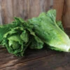 Chalupa -Veggie Patch 04791g 01 chalupa green romaine lettuce