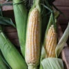 Bolt XR -Veggie Patch 05253 01 bolt sweet corn