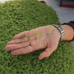 Marigold, Gem -Veggie Patch 06023m 02 gem marigold