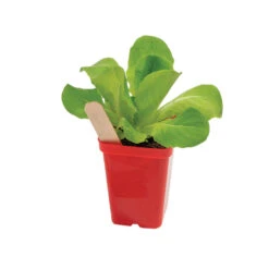 Featured Products -Veggie Patch 06361 02 polypro red pot