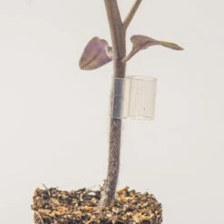 Top-Grafting Clips With Channel – 1.5 Mm