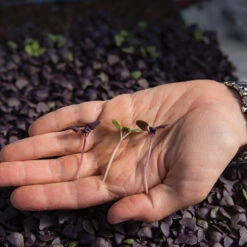 Basil, Dark Opal -Veggie Patch 0902m 02 dark opal